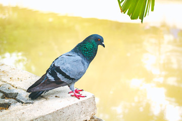 Pegions or doves inhabited the city, Thailand.