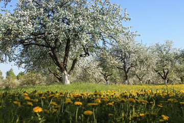 blooming apple garden  / spring background