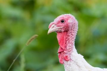 Domestic turkey portrait