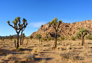 Landscape at the Joshua tree Nationalpark USA