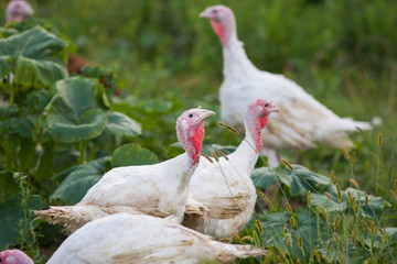 Domestic turkey portrait