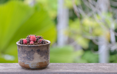Lophophora williamsii, Cactus or succulents tree in flowerpot on wood striped background