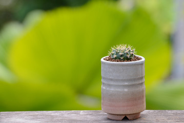 Lophophora williamsii, Cactus or succulents tree in flowerpot on wood striped background