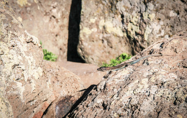 Lizard on the stone. Littlebrown lizard lies on the rock and warms up in the sunrays.