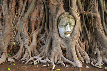 The head of Buddha in Banyan tree, Wat Mahathat, Ayutthaya, Thailand