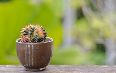 Lophophora williamsii, Cactus or succulents tree in flowerpot on wood striped background