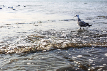seagulls fishing in waves on the sea 