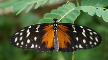 Fototapeta na wymiar Close up Butterfly