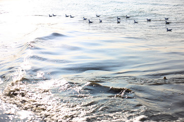 a flock of seagulls floating on the sea waves in the rays of the sun