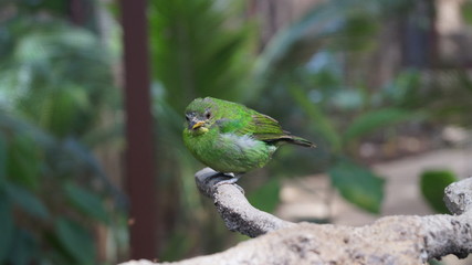 Small green bird native to Nicaragua and Costa Rica