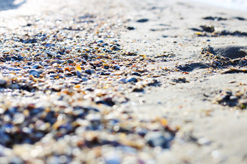 multicolored seashells on the sand close up