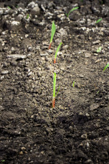 Sorghum - spike seedling
