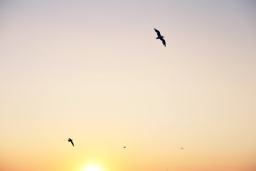 Fototapeta na wymiar beautiful sunset sky with birds flying silhouettes