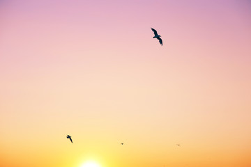 Beautiful sunset sky with birds flying silhouettes