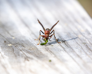 Front view of a Metricus Paper Wasp eating some type of larva!
