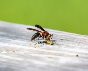 Metricus Paper Wasp eating some type of larva!
