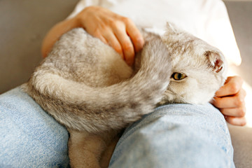 Portrait of cute scottish Fold breed cat with yellow eyes busking with owner home. Soft fluffy...