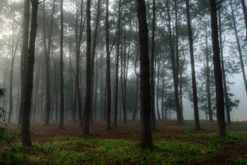  misty forest during a foggy winter day