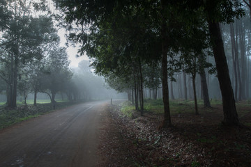 road in a misty forest during a foggy winter day