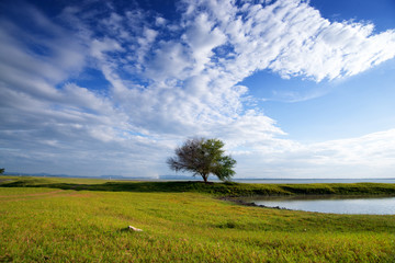 alone big tree in the meadow