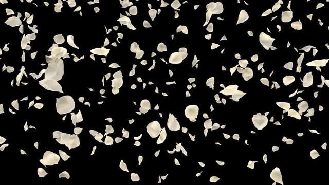 Romantic flying white rose flower petals transition for St. Valentine's Day, Mother's Day, wedding anniversary greeting cards, invitation or birthday e-card. 4k alpha channel isolated