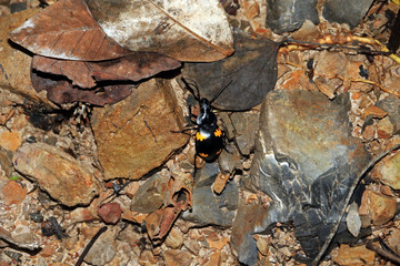 Tiger Beetle, Krabi, Thailand
