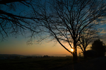 Obraz na płótnie Canvas Tree silhouette at dawn