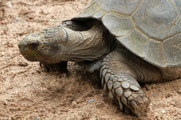 Giant turtle, Pattaya area, Thailand
