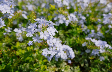 Blue flowers on green bushes in southern Europe in sunny Monaco