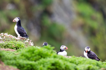 24th May 2015, Pembrokeshire, Wales. Group of Atlantic puffins on cliff top.