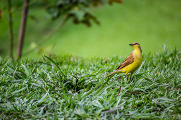 Bird Over the Praire Grass