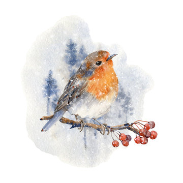 Watercolor winter bird illustration.
