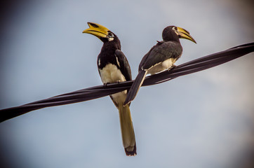 Two oriental pied hornbill birds sitting on energy cable on Penang - Pinang Island