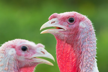Domestic turkey portrait