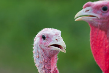 Domestic turkey portrait