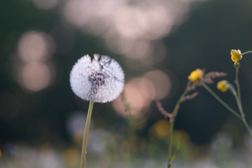 White dandelion blowing away flower closeup.  Soft focus with bokeh, toning