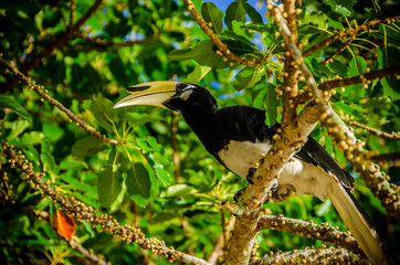 Oriental pied hornbill bird sitting on sea grape tree on beach on Penang - Pinang Island