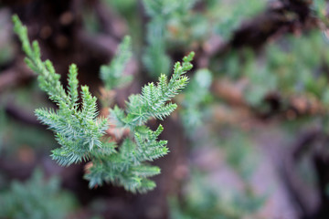 Closeup view of natural green leaf
