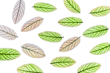 Autumn leaves of acacia on white background as background for design
