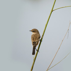 Pied Bushchat ,Bird perching on green grass