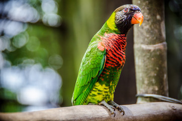 Papagei in Bird Park Kuala Lumpur