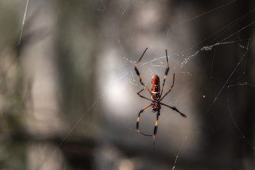 Golden Silk Orbweaver in Brazos Bend State Park!