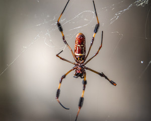 Golden Silk Orbweaver closeup in Brazos Bend State Park!