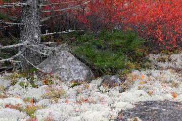 Acadia National Park, ME, USA. 