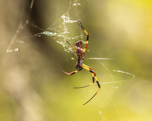A spider spinning its web!