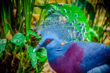 Bird Park Kuala Lumpur