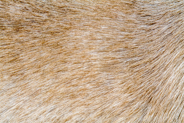 Dog hair as background