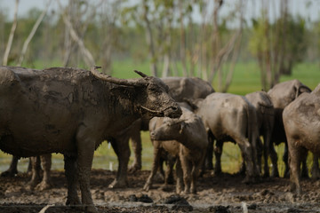 Fototapeta premium Buffalo farm in clay with blue sky background