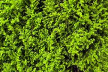 green plants background texture - Green leaves close-up natural background