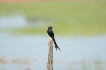 Black Drongo bird perching on column